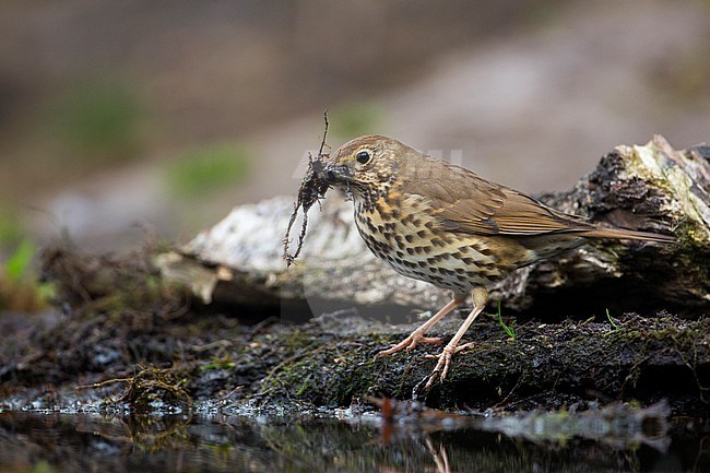 Zanglijster met nest materiaal, Song Thrush with nesting material stock-image by Agami/Wil Leurs,