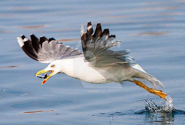 Adult Yellow-legged Gull (Larus michahellis michahellis) catching small fish in the harbour of Molivos on Lesvos, Greece. stock-image by Agami/Marc Guyt,