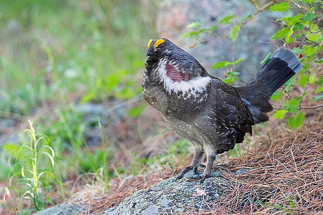 Adult male
Boulder Co., CO
June 2023 stock-image by Agami/Brian E Small,