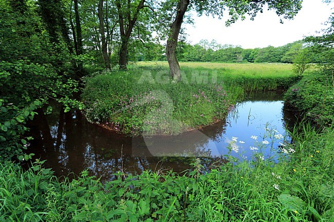 Drentse Aa stock-image by Agami/Jacques van der Neut,