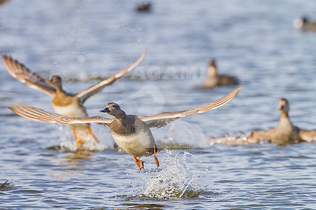 Krakeend; Gadwall; Anas strepera wintering ducks on lake during frost period stock-image by Agami/Menno van Duijn,