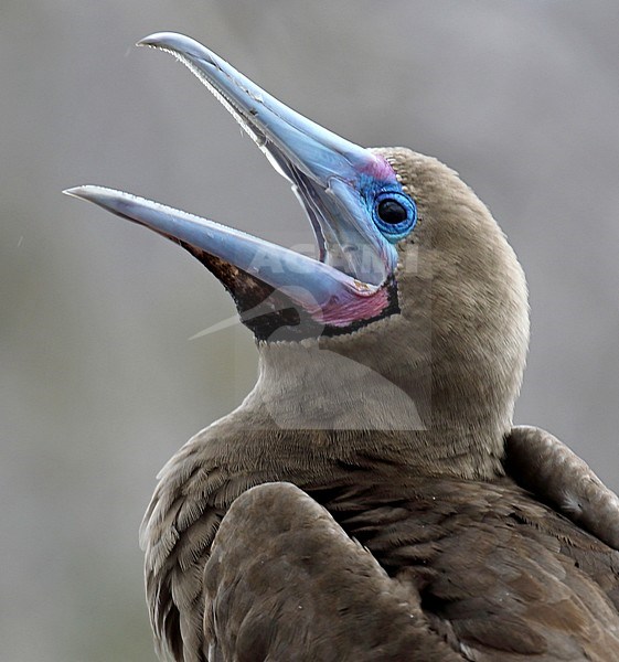 Closeup of a Red-footed Booby (Sula sula websteri) on the Galapagos islands, Ecuador. stock-image by Agami/Dani Lopez-Velasco,