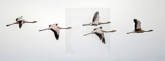 James's Flamingo (Phoenicoparrus jamesi) adult and immatures in flight near Abra Pampa in Argentina stock-image by Agami/Andy & Gill Swash ,