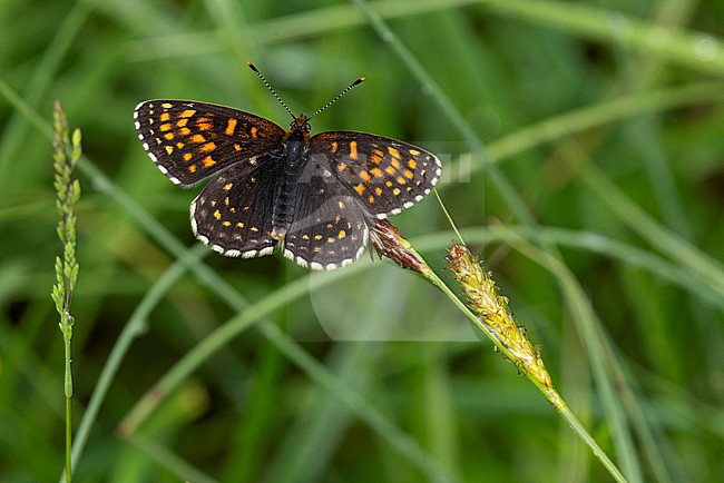 false heath fritillary (Melitaea diamina) perching on a sedge with open wings stock-image by Agami/Mathias Putze,