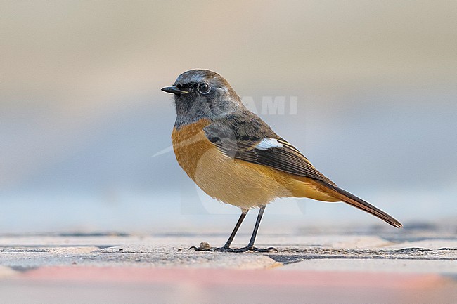 Mannetje Spiegelroodstaart; Male Daurian Redstart stock-image by Agami/Daniele Occhiato,
