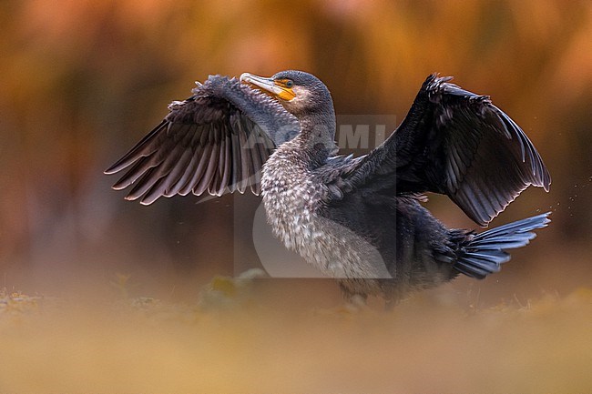 Great Cormorant, Phalacrocorax carbo sinensis, in Italy. stock-image by Agami/Daniele Occhiato,