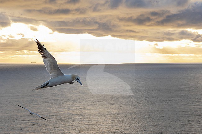 Northern Gannet, Morus bassanus stock-image by Agami/Martijn Verdoes,