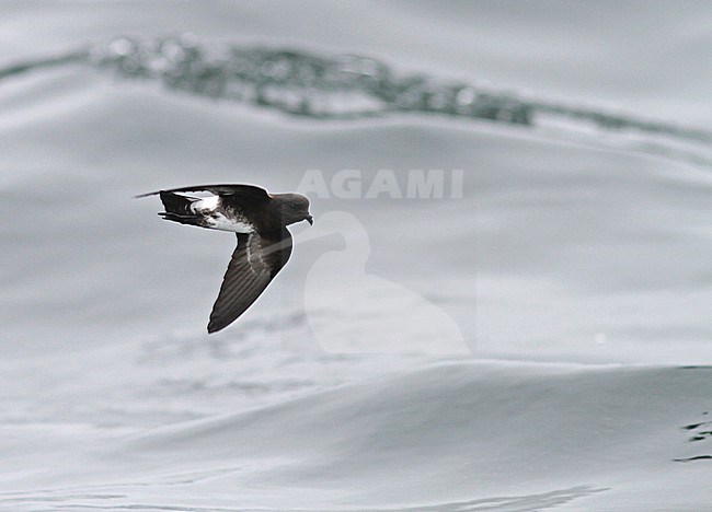 Elliot's Storm Petrel (Oceanites gracilis) in flight over the pacific ocean near Lima, Peru. Poorly known; only one nest has ever been found. stock-image by Agami/Pete Morris,