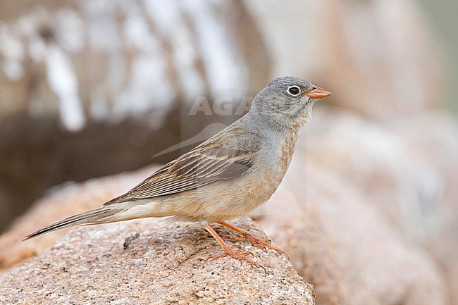 Grey-necked Bunting - Steinortolan - Emberiza buchanani, Kazakhstan, adult male stock-image by Agami/Ralph Martin,