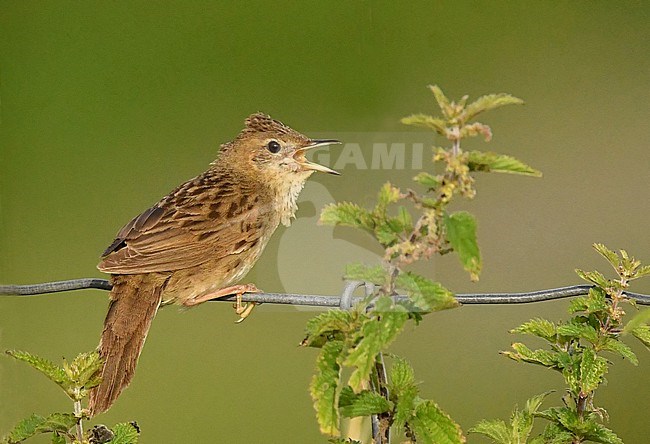 Locustella naevia, Grasshopper Warbler stock-image by Agami/Eduard Sangster,