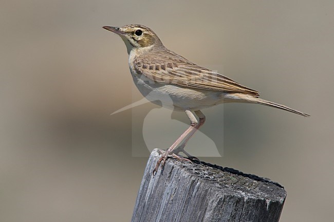 Duinpieper zittend op een paal; Tawny Pipit perched on a pole stock-image by Agami/Daniele Occhiato,
