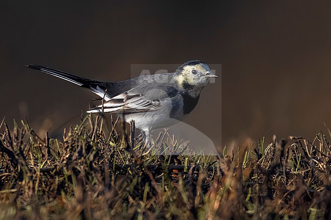 Pied Wagtail, Motacilla yarrellii, in Italy. stock-image by Agami/Daniele Occhiato,