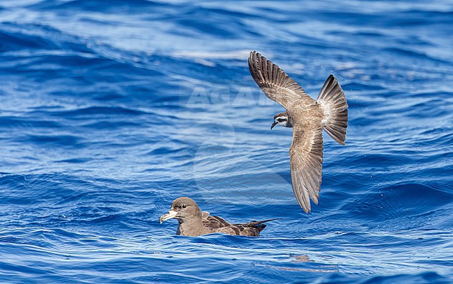 Latham's Storm Petrel (Pelagodroma (marina) maoriana) flying over the pacific ocean off North Island, New Zealand. stock-image by Agami/Marc Guyt,