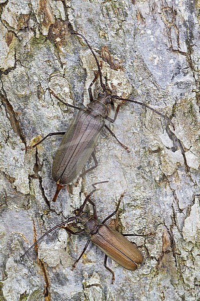 Megopis scabricornis - Körnerbock, Germany, imago, male and female stock-image by Agami/Ralph Martin,