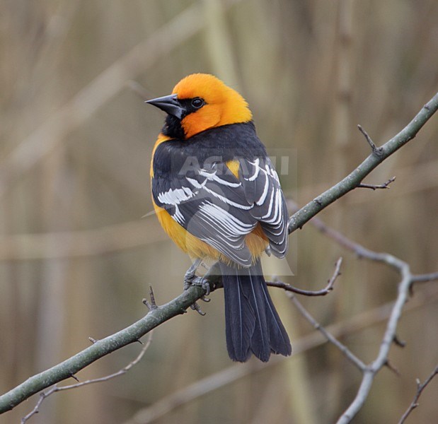 Altamiratroepiaal; Altamira Oriole stock-image by Agami/Mike Danzenbaker,