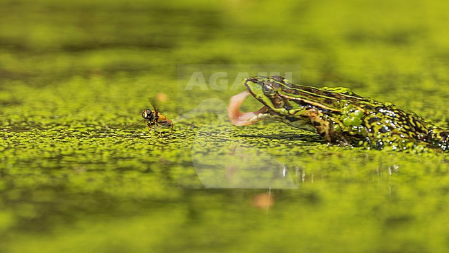 Green frog unknown, (Pelophylax spec.) stock-image by Agami/Lennart Verheuvel,