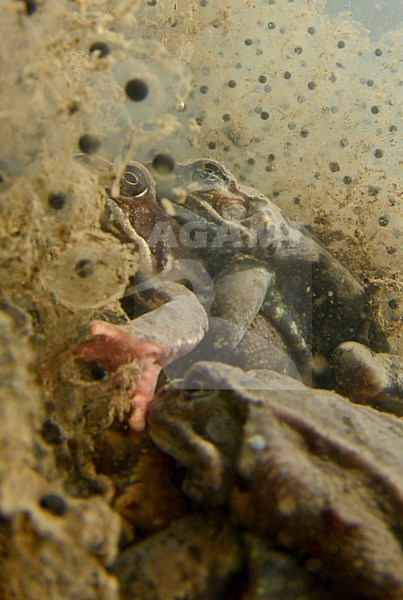 Parende Bruine Kikker, Mating Common Frogs stock-image by Agami/Rob de Jong,
