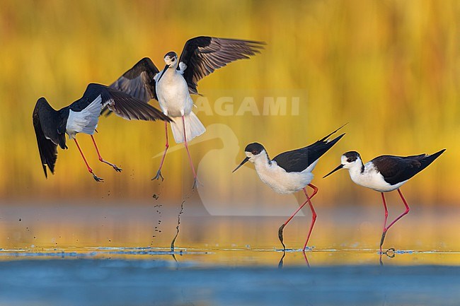 Four Black-winged Stilts (Himantopus himantopus) in Italy.  pair wading and two birds fighting. stock-image by Agami/Daniele Occhiato,