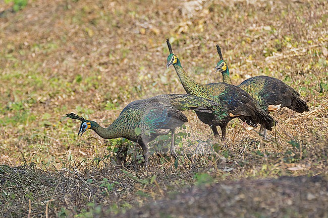 Green Peafowl, Pavo muticus, in Thailand. Three females walking. stock-image by Agami/Pete Morris,