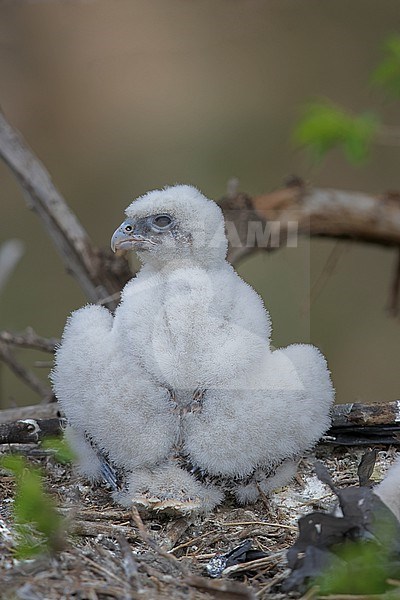 A pullus of Saker Falcon (Falco cherrug) of the subspecies. milvipes sitting in the nest, in an age of approximately three weeks stock-image by Agami/Mathias Putze,