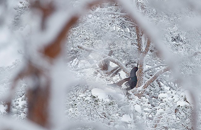 Capercaillie male (Tetrao Urogallus) Salla Finland February 2018 stock-image by Agami/Markus Varesvuo,