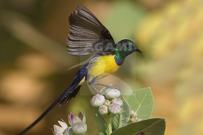 Nijlhoningzuiger zittend op bloem; Nile Valley Sunbird perched on flowers stock-image by Agami/Daniele Occhiato,