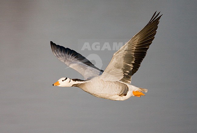 Bar-headed Goose in flight stock-image by Agami/Marc Guyt,