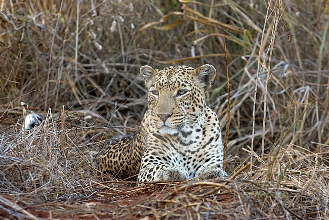 Luipaard liggend, Leopard laying stock-image by Agami/Roy de Haas,