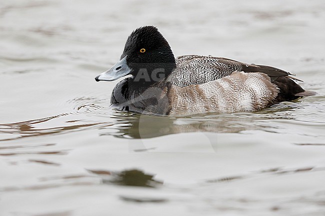  stock-image by Agami/Chris van Rijswijk,