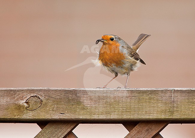 European Robin (Erithacus rubecula) perched with food on a garden fench in Katwijk, Netherlands stock-image by Agami/Marc Guyt,