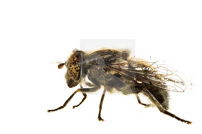 Small Spotty-eyed Dronefly, Weidevlekoog, Eristalinus sepulchralis stock-image by Agami/Wil Leurs,