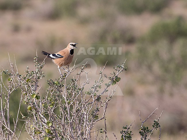 Singing male Iranian ground jay (Podoces pleskei) in Iran. stock-image by Agami/Pete Morris,