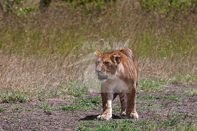Portrait of a young lion, Panthera leo. Masai Mara National Reserve, Kenya. stock-image by Agami/Sergio Pitamitz,