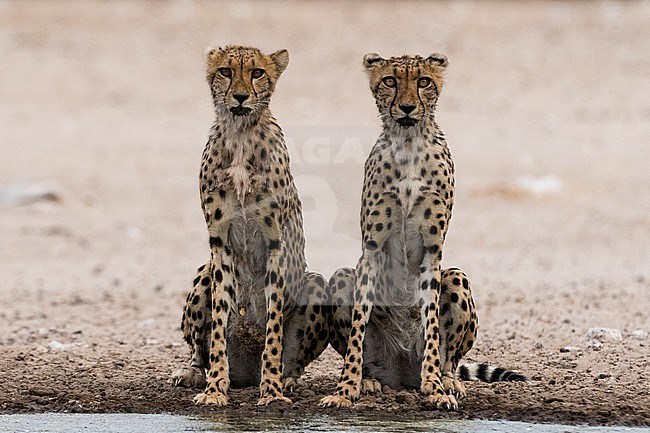 Two cheetahs, Acinonyx jubatus, at a waterhole. Kalahari, Botswana stock-image by Agami/Sergio Pitamitz,