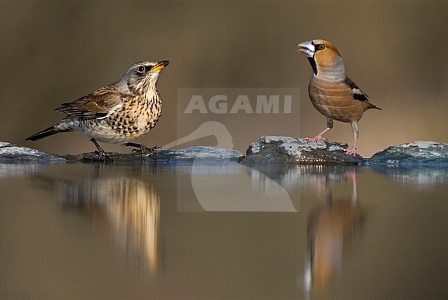 Kramsvogel en Appelvink water drinkend; Fieldfare and Hawfinch drinking water stock-image by Agami/Bence Mate,