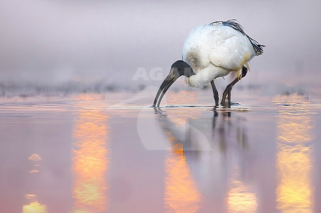 Sacred Ibis (Threskiornis aethiopicus) in Italy. stock-image by Agami/Daniele Occhiato,