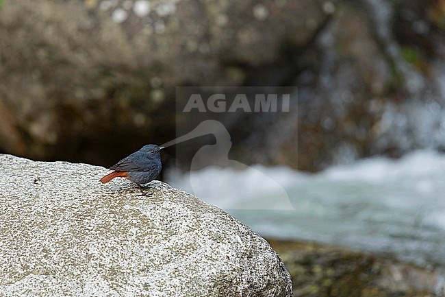 An adult male Plumbeous Water Redstart (Phoenicurus fuliginosus) perching on rock at a creek stock-image by Agami/Mathias Putze,