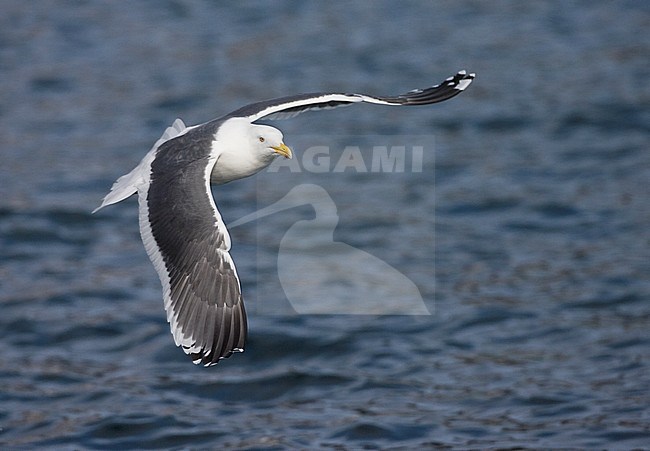 Adult Slaty-backed Gull (Larus schistisagus) wintering on Hokkaido, Japan. In flight over water surface. stock-image by Agami/Marc Guyt,