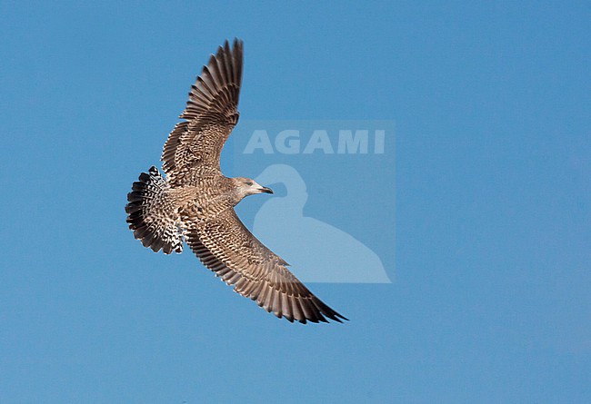 Herring Gull - Silbermöwe - Larus argentatus, Germany, 1st cy stock-image by Agami/Ralph Martin,
