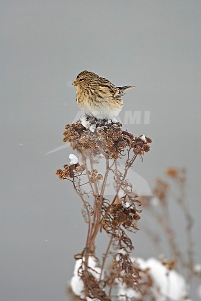 Twite foraging perched on twigs; Frater foeragerend zittend op takjes stock-image by Agami/Markus Varesvuo,