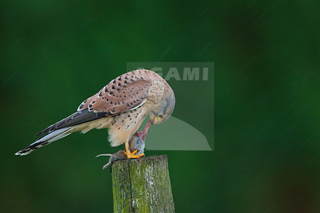 Torenvalk mannetje zittend met prooi; Common Kestrel male perched with prey stock-image by Agami/Menno van Duijn,