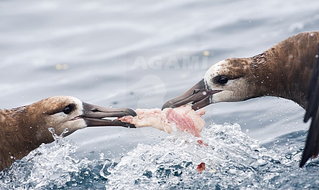 Zwartvoetalbatros vechtend over voedsel; Black-footed Albatross fighting over food stock-image by Agami/Marc Guyt,