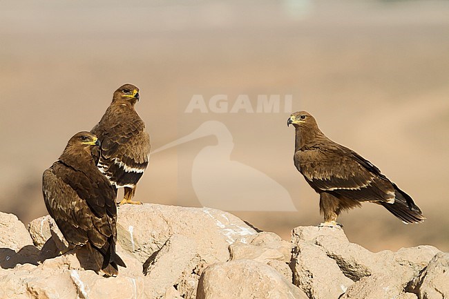 Steppe Eagle - Steppenadler - Aquila nipalensis, Oman stock-image by Agami/Ralph Martin,