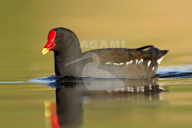 waterhoen laagstandpunt zijzicht;  Moorhen low point of view sideview; stock-image by Agami/Walter Soestbergen,