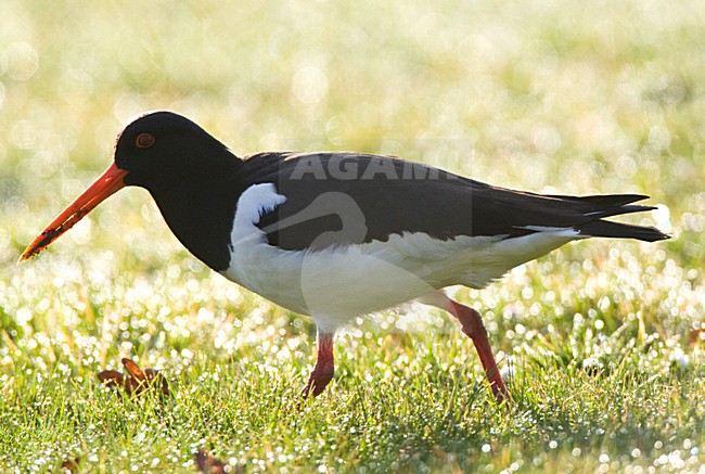 Scholekster foeragerend in een weiland; Eurasian Oystercatcher foraging in a meadow stock-image by Agami/Marc Guyt,