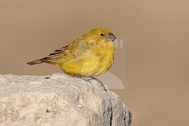 Puna Yellow Finch (Sicalis lutea) at Salinas, Arequipa, Peru. stock-image by Agami/Tom Friedel,