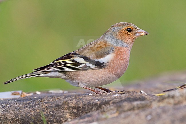 Common Chaffinch, Adult male feeding on seeds, Campania, Italy (Fringilla coelebs) stock-image by Agami/Saverio Gatto,