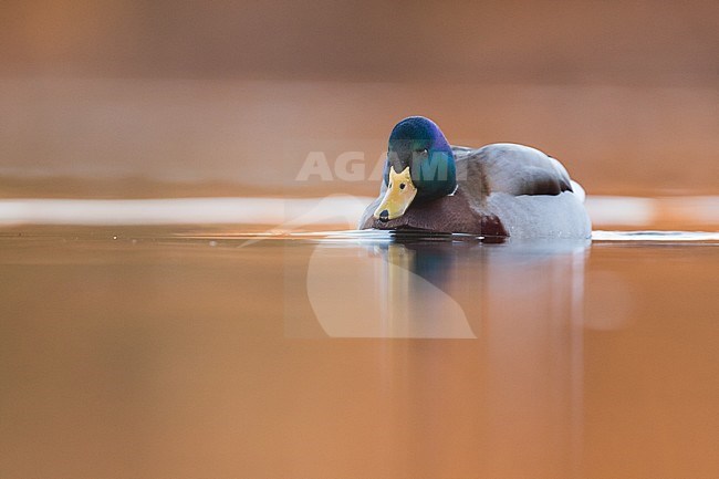 Adult male Mallard (Anas platyrhynchos platyrhynchos) in Germany. Swimming on autumn colored water. stock-image by Agami/Ralph Martin,
