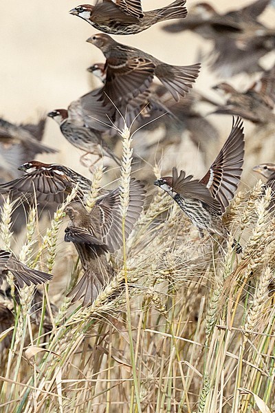 Flock of Spanish Sparrows (Passer hispaniolensis) during spring migration in southern negev, Israel. stock-image by Agami/Marc Guyt,