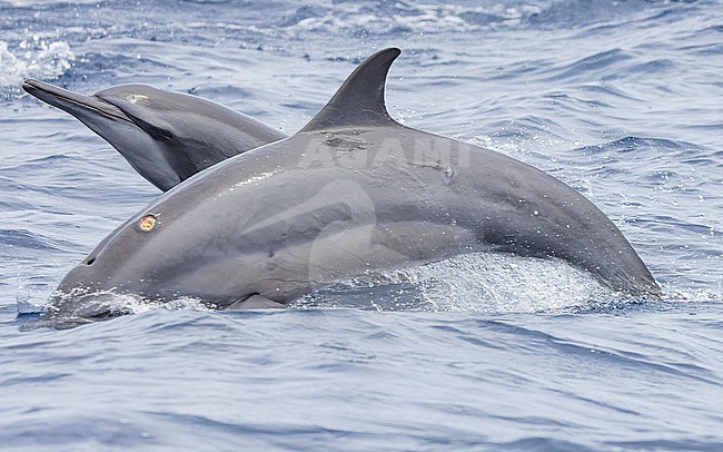 Spinner Dolphins (Stenella longirostris) swimming, taken on the Ombai Strait, Timor-Leste, one showing the clear mark of a Cookiecutter shark (Isistius brasiliensis). stock-image by Agami/Lennart Verheuvel,